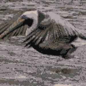 Pelican Takeoff
