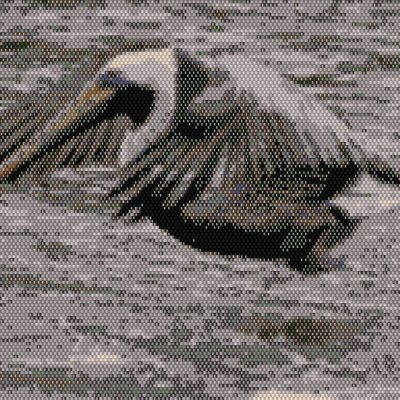 Pelican Takeoff