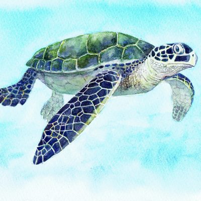 Postcards for the Reef #2 – Green Turtle