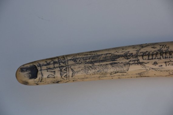 Historic Scrimshaw Walrus Tusk "Charles W Morgan" Resin Replica