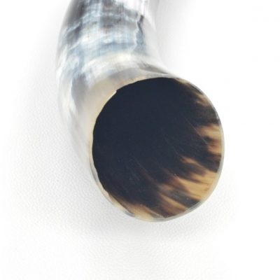 14 1/2" STEER Horns Cow Bull Long Horn TAXIDERMY Polished High Gloss Black and Off White-24e DE-71530 (85 D3A)